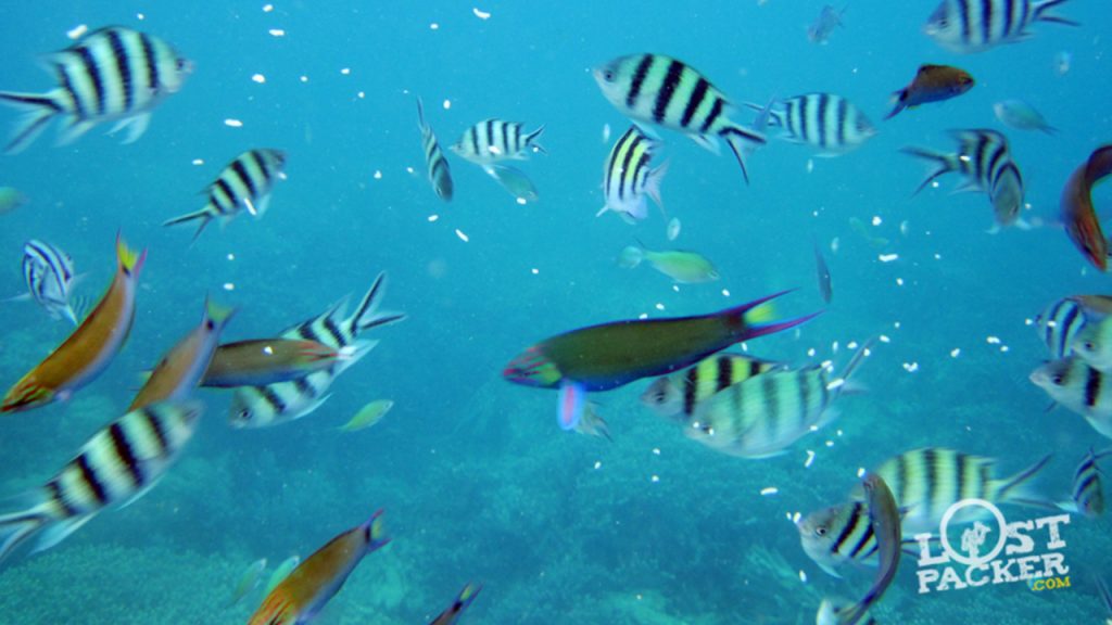 Banyak Nemo di bawah laut Karimunjawa