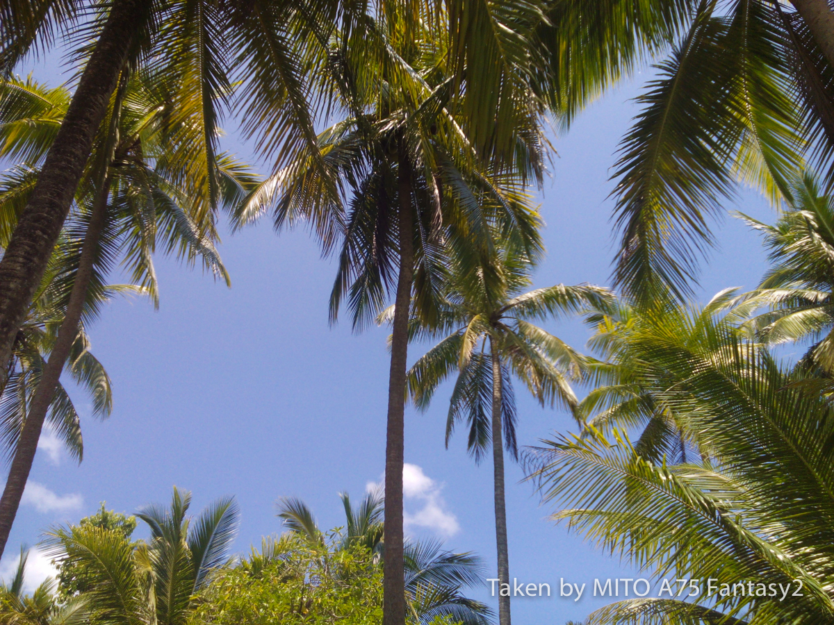 Langit biru dan nyiur kelapa
