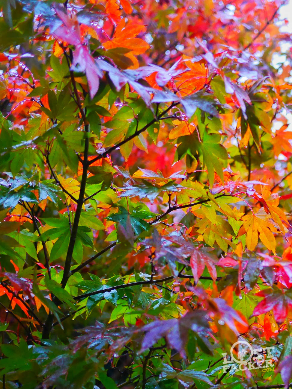 Warna-Warni Autumn di Jeju