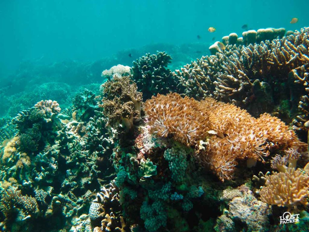 Koral di Tanjung Bira